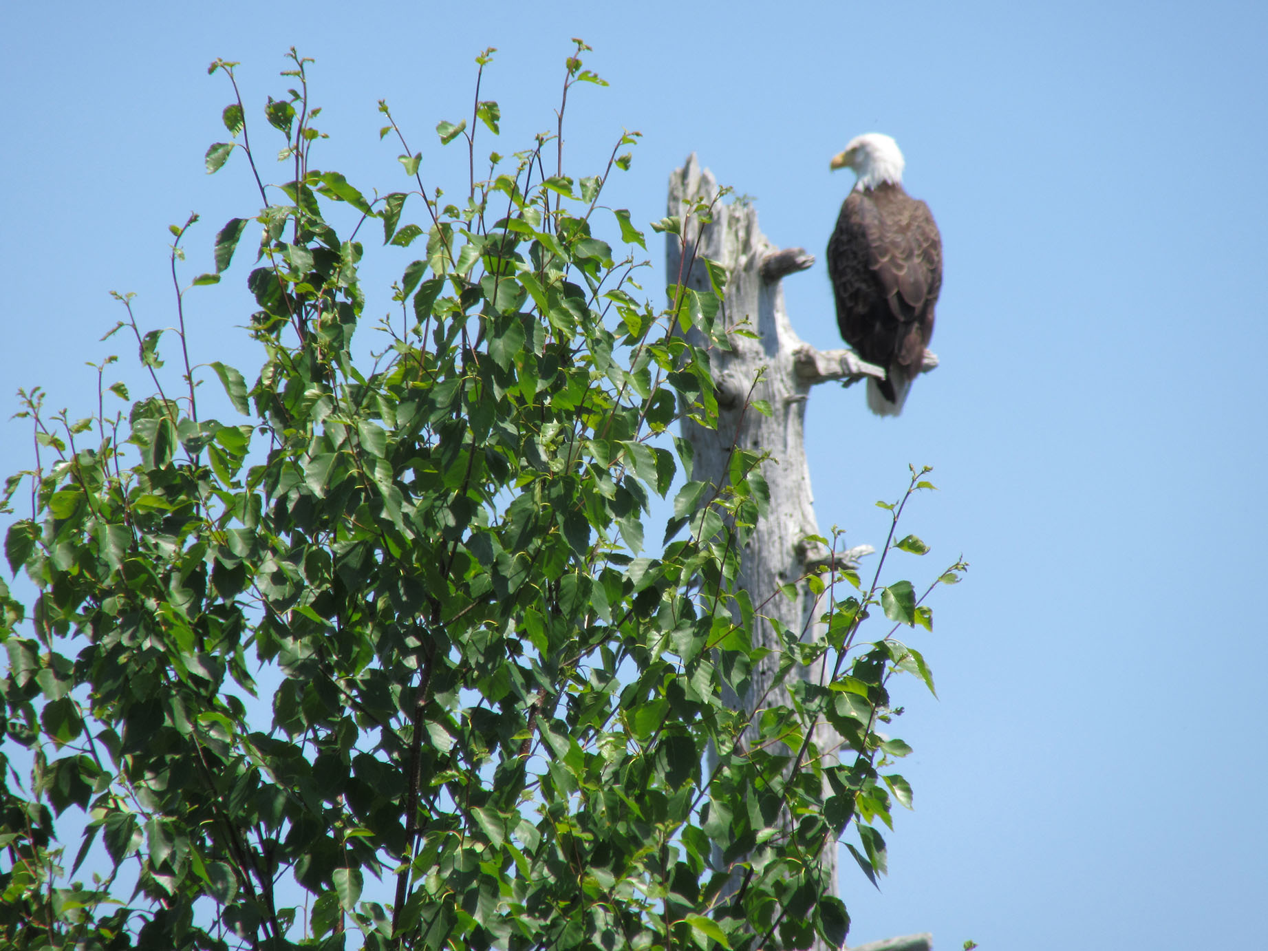 Eagle Oversees Sawmill Landing