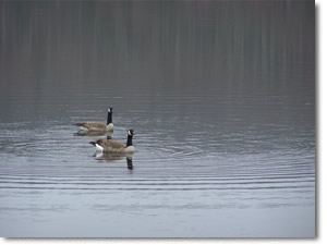 Canada geese at Sawmill landing